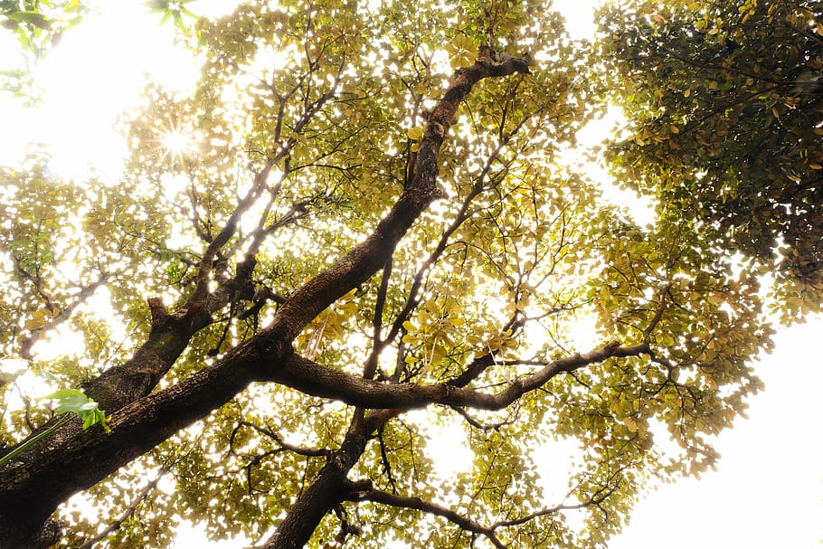 green tree, national monument park, indonesia, flora, plant, oak HD wallpaper