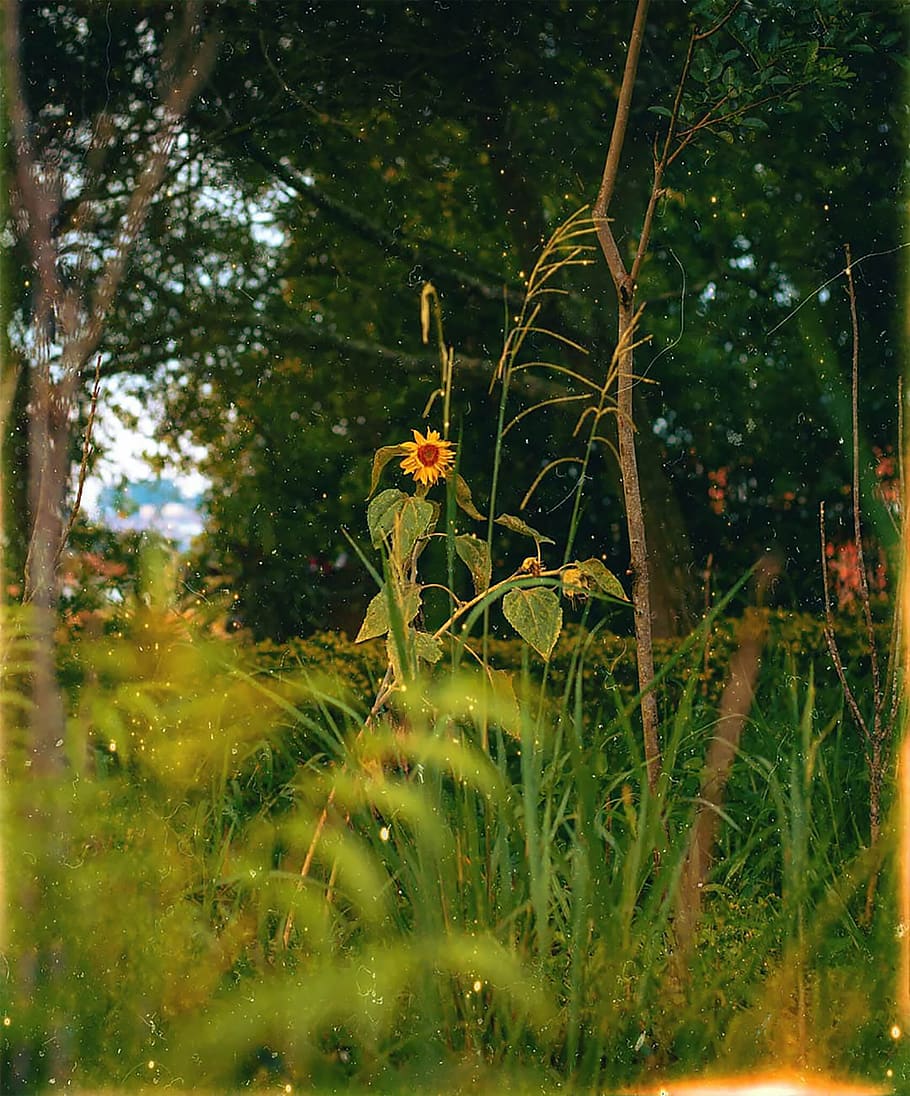 Yellow Sunflower, color, daylight, environment, flora, grass HD wallpaper