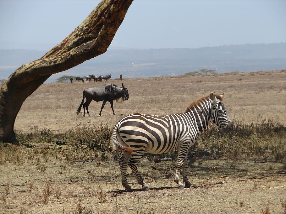 Zebra at daytime, wildlife, animal, mammal, nature, outdoors HD wallpaper