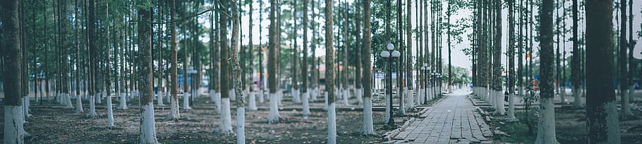 Pathway Surrounding by Trees, branches, environment, forest, landscape HD wallpaper