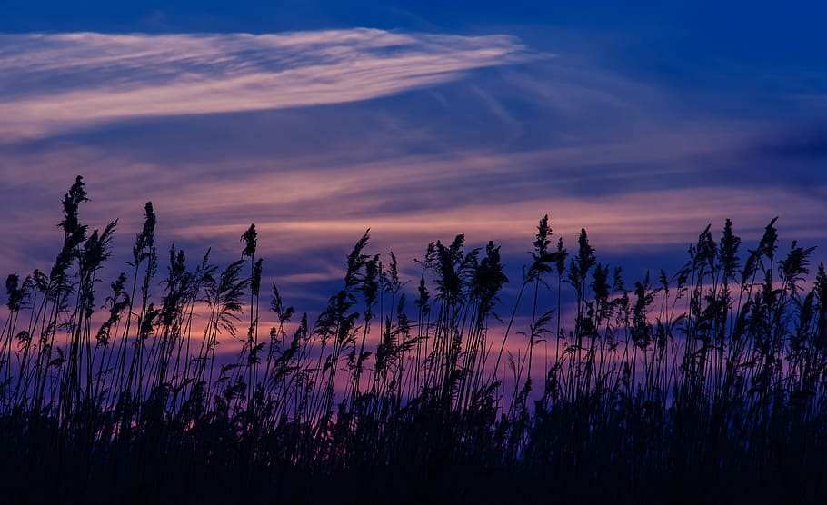 sunset, reed, blue, nature, silhouette, sky, beauty in nature HD wallpaper