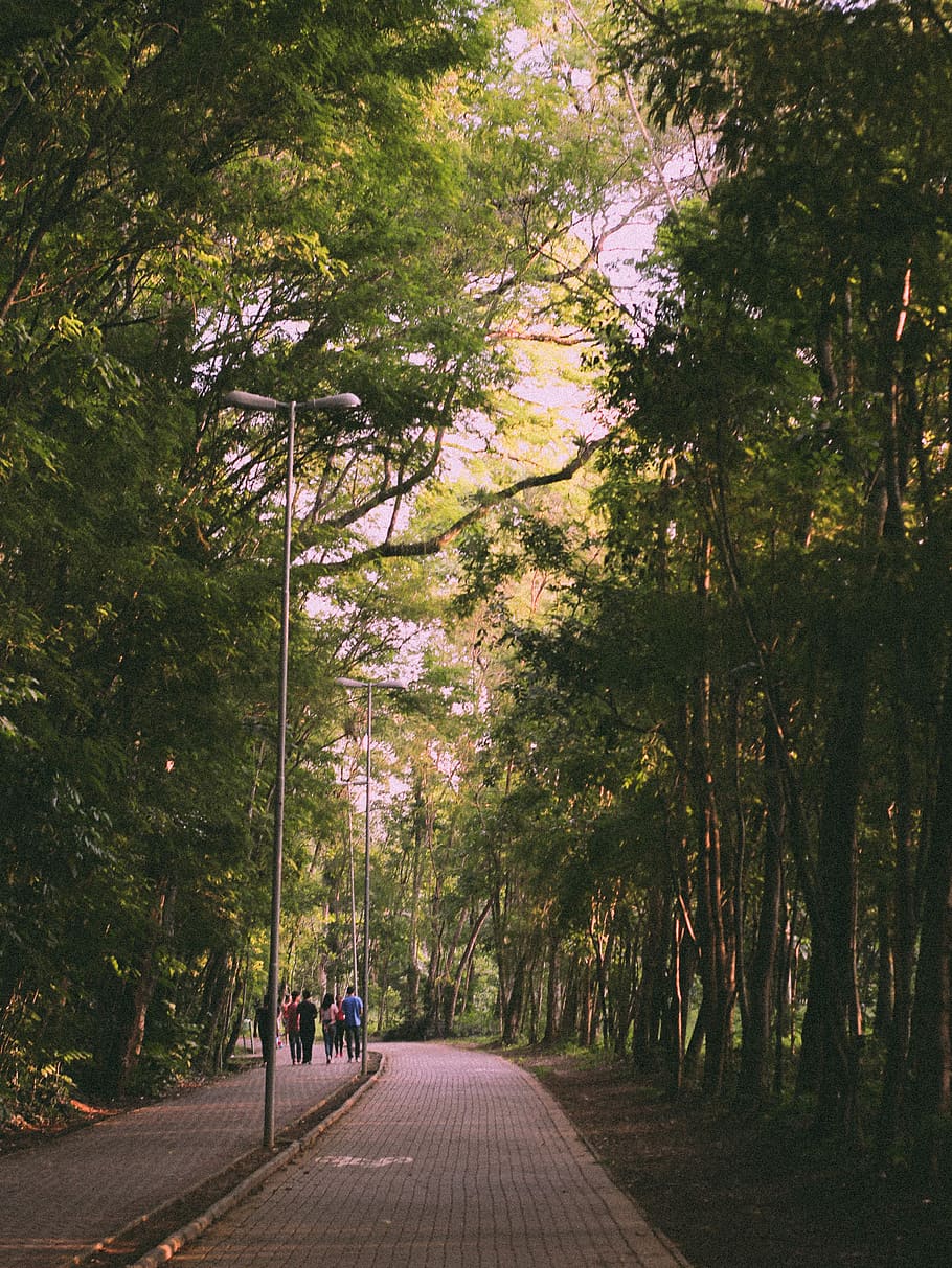 People Walking On Pathway Under Trees, environment, outdoorchallenge HD wallpaper
