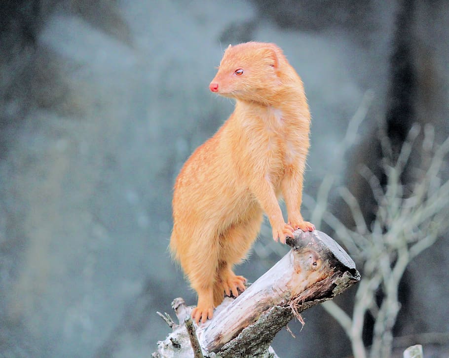 mongoose, fox, carnivore, cat, watchman, animal, mammal, zoo, HD wallpaper
