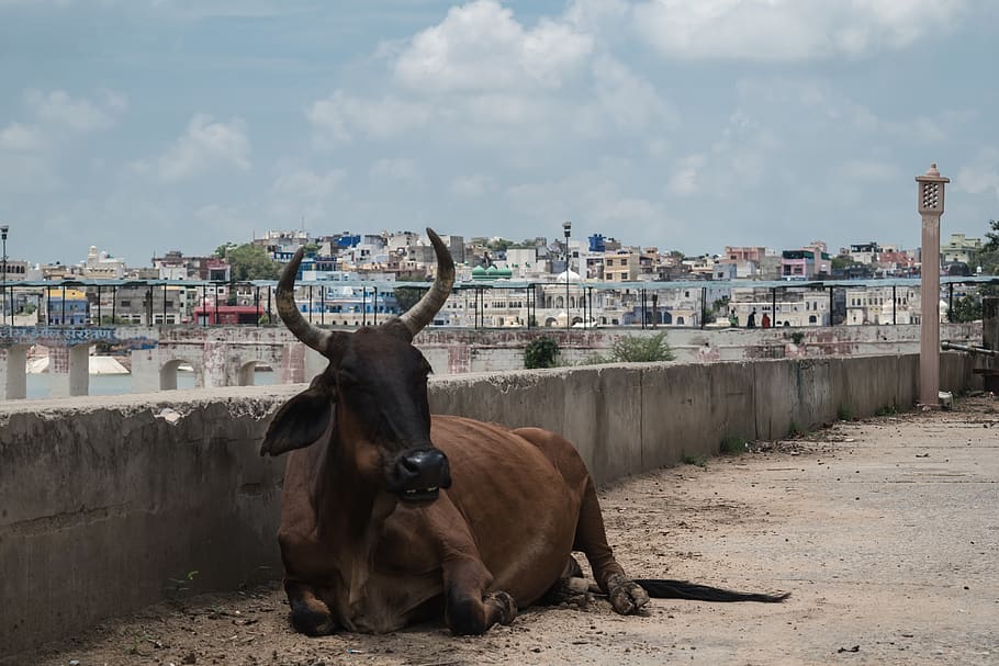 india, pushkar, pushkar lake, town, village, bridge, cow, elcarito HD wallpaper