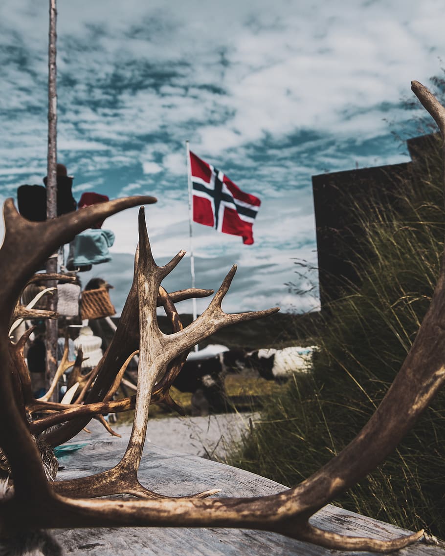 antler on gray surface, flag, norway, symbol, hallingskarvet HD wallpaper