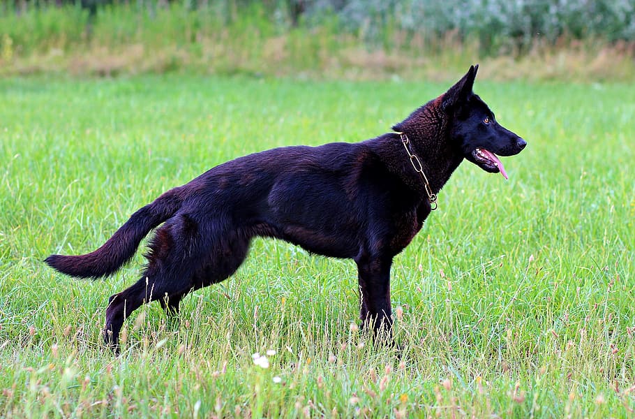 black german shepherd, dog, consists of, nice, field, animal themes, HD wallpaper