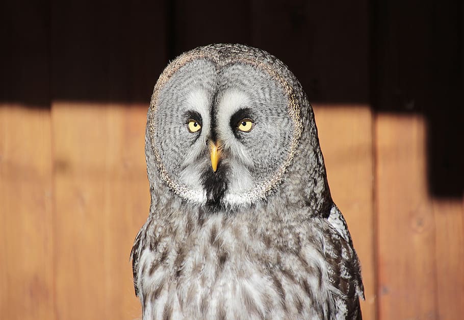 bart owl, bird, nature, animal world, bill, plumage, close up HD wallpaper