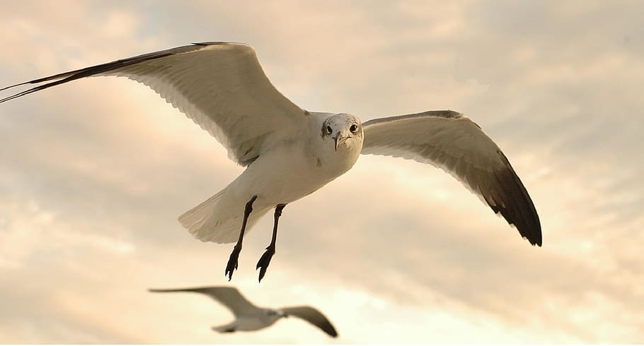 seagull, flying, bird, animal, wild, nature, animal themes HD wallpaper
