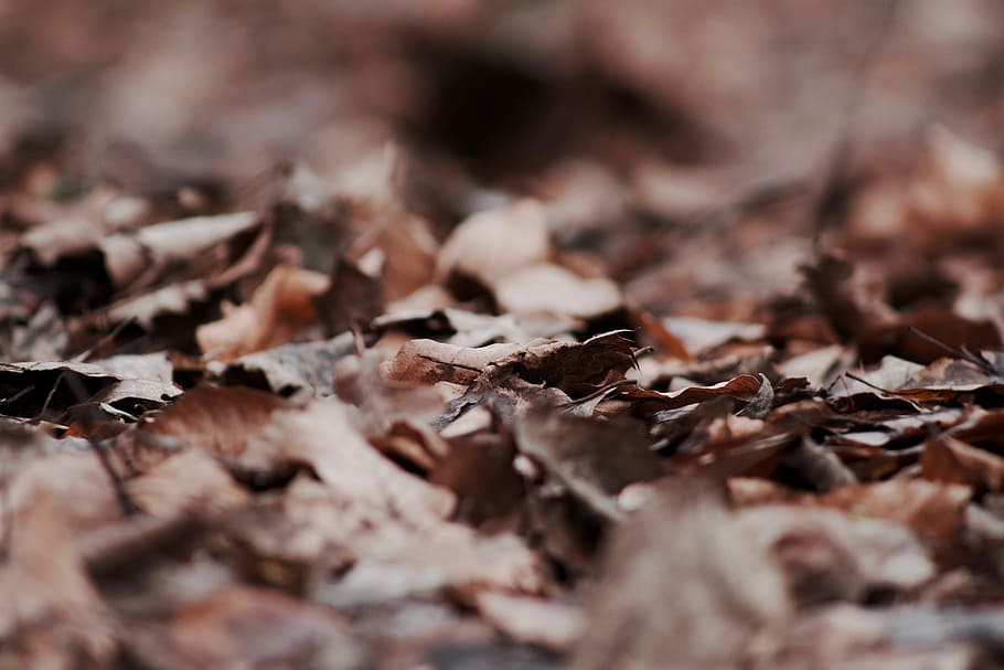focus photography of dried leaves, leaf, autumn, decay, forest floor HD wallpaper