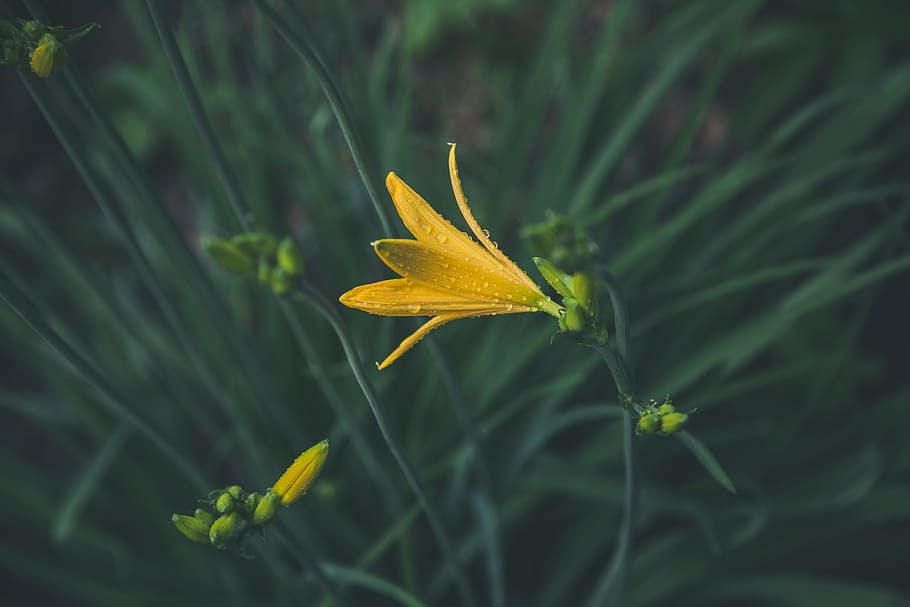 Selective Focus Photography of Yellow Petaled Flower, blur, bright