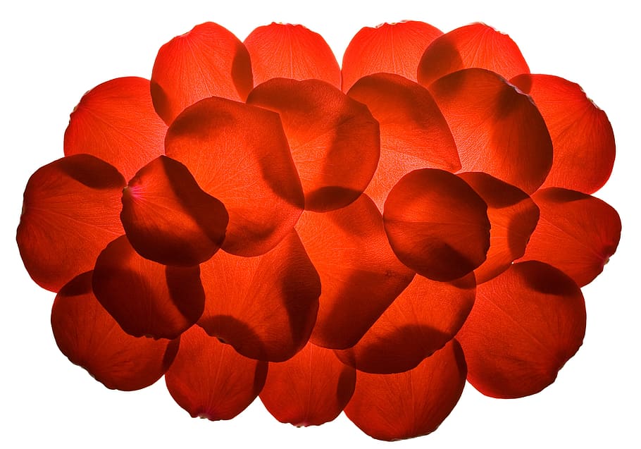 flower, fresh, gift, isolated, petals, photo, red, romance HD wallpaper