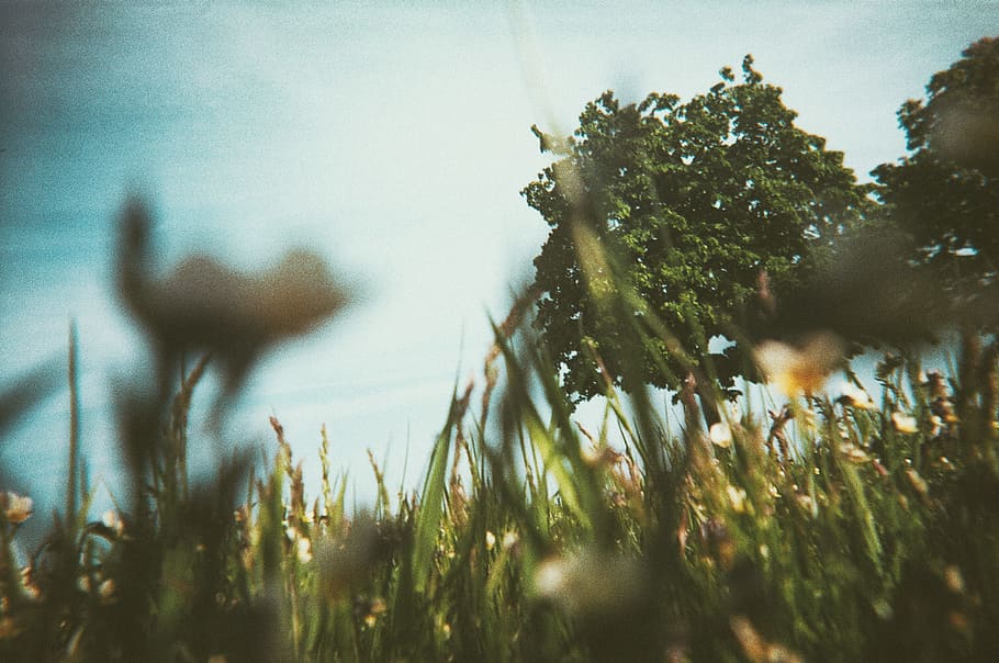High grass, trees and blue sky, angle, beauty, bright, flowers HD wallpaper