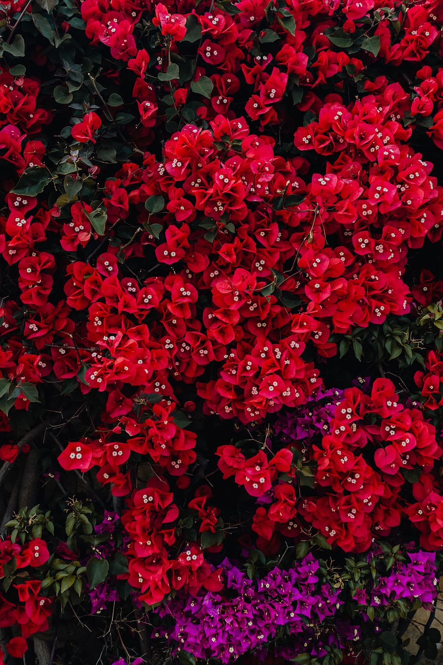 Red Flowers Photos, Download The BEST Free Red Flowers Stock Photos & HD  Images