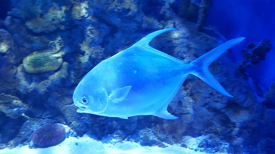 aquarium, ocean, fish, animal themes, animal wildlife, sea HD wallpaper