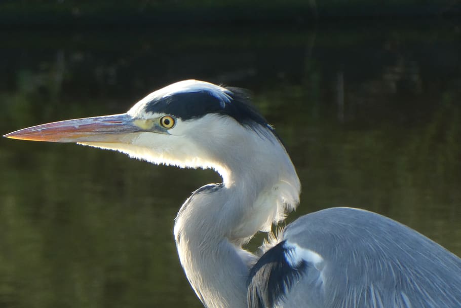 HD wallpaper: heron, grey heron, head, beak, feathers, bird, dom ...