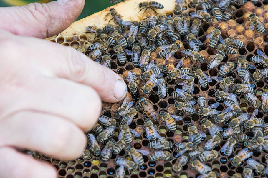 bee, beekeeper, the hive, beekeeping, queen, pollination, nectar HD wallpaper