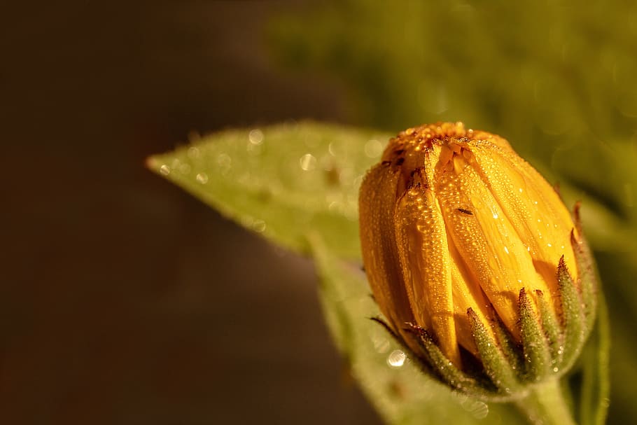 marigold, calendula, raindrop, drip, orange, blossom, bloom HD wallpaper