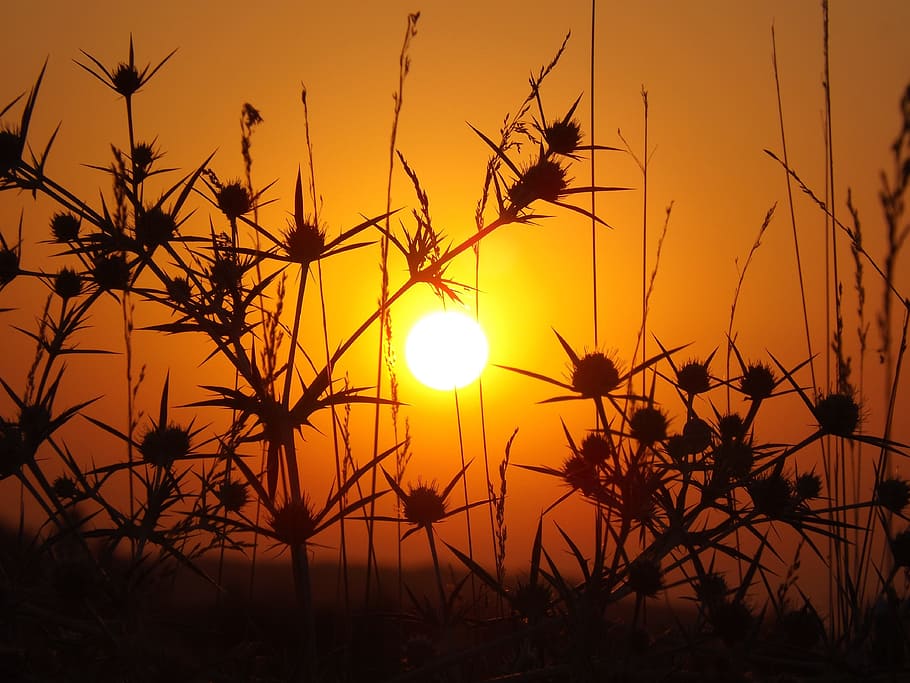 sun, sunset, nature, orange, plants, silhouette, beauty in nature HD wallpaper