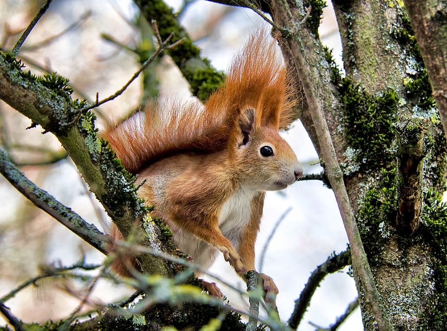 squirrel, spring, rodent, garden, tree, animal themes, mammal HD wallpaper