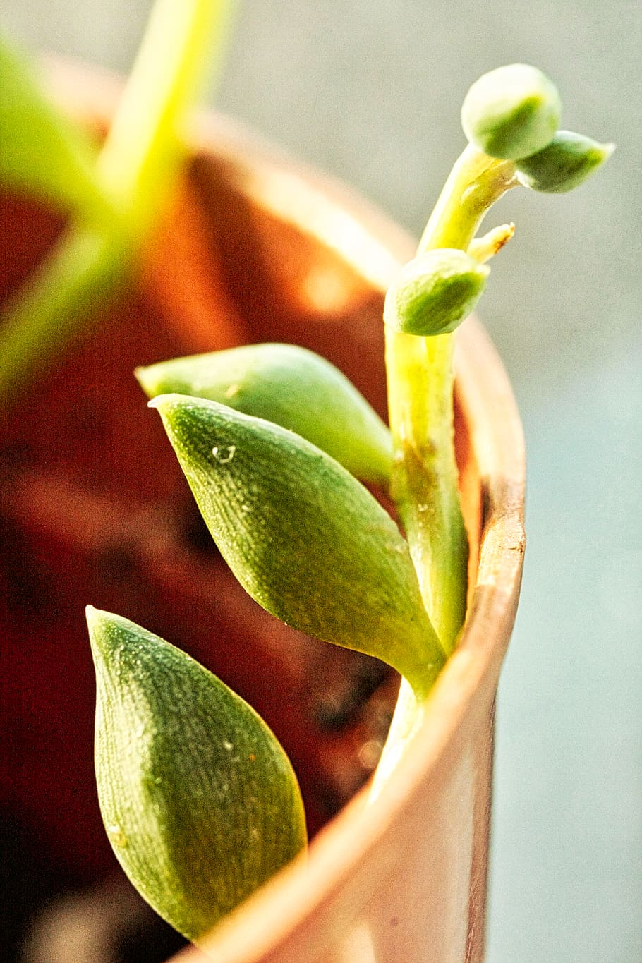 plants, growing, buds, warm, life, energy, growth, green color HD wallpaper