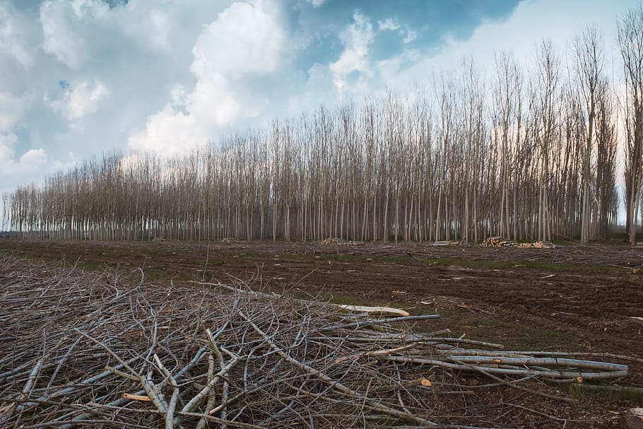 trees, branches, clouds, sky, forest, cloud - sky, plant, land HD wallpaper