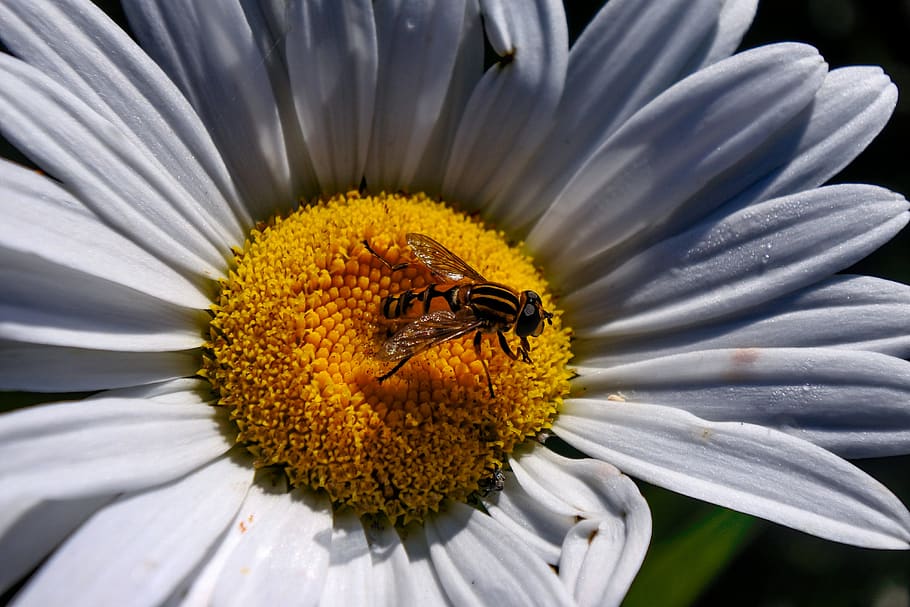 hover fly, insect, marguerite, nature, flight insect, summer HD wallpaper
