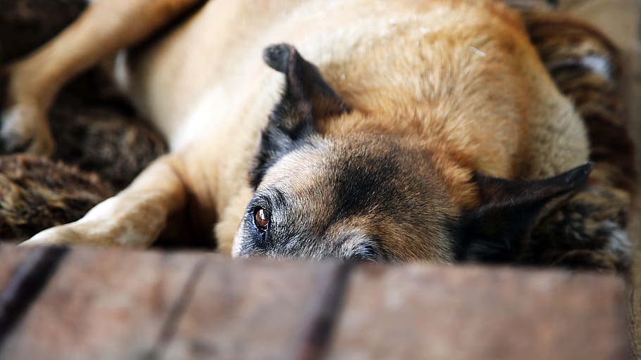 dog, pet, mammal, animal themes, one animal, relaxation, sleeping HD wallpaper