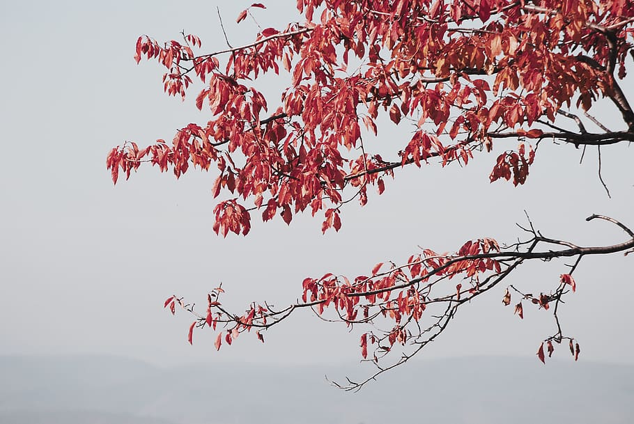 pink-leafed tree, plant, flower, blossom, petal, cherry blossom HD wallpaper