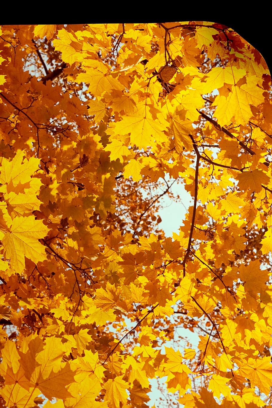 autumn, page, curl, leaves, yellow, orange, plant, change, beauty in nature HD wallpaper