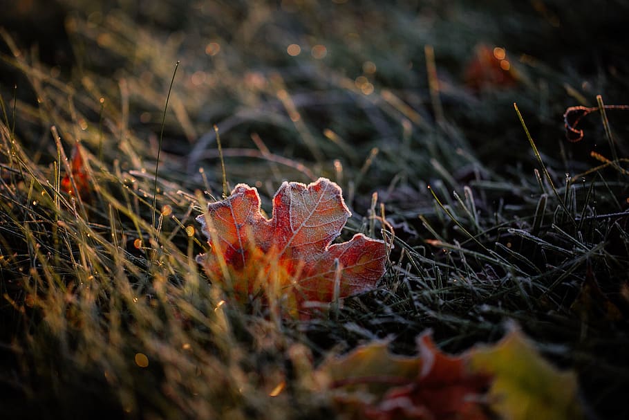 red maple leaf on ground, outdoors, snow, frost, ice, united states HD wallpaper