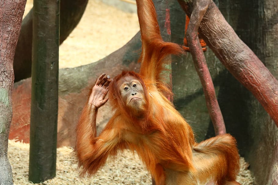 orangutan, monkey, primate, animal, mammal, hairy, zoo, funny, HD wallpaper