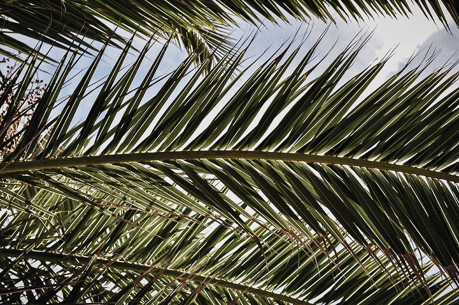 green coconut tree, plant, fir, abies, conifer, leaf, newport beach HD wallpaper