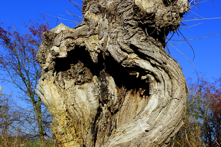 pollarded willow, tree, dry, nature, autumn, wood, trunk, tree trunk HD wallpaper