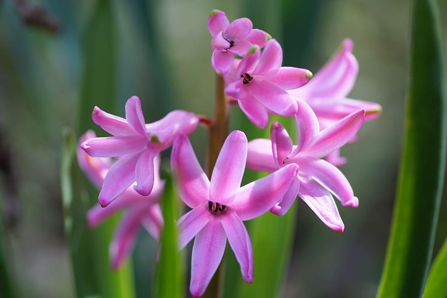 hyacinth, spring, flower, flowering, garden, pink, scented HD wallpaper