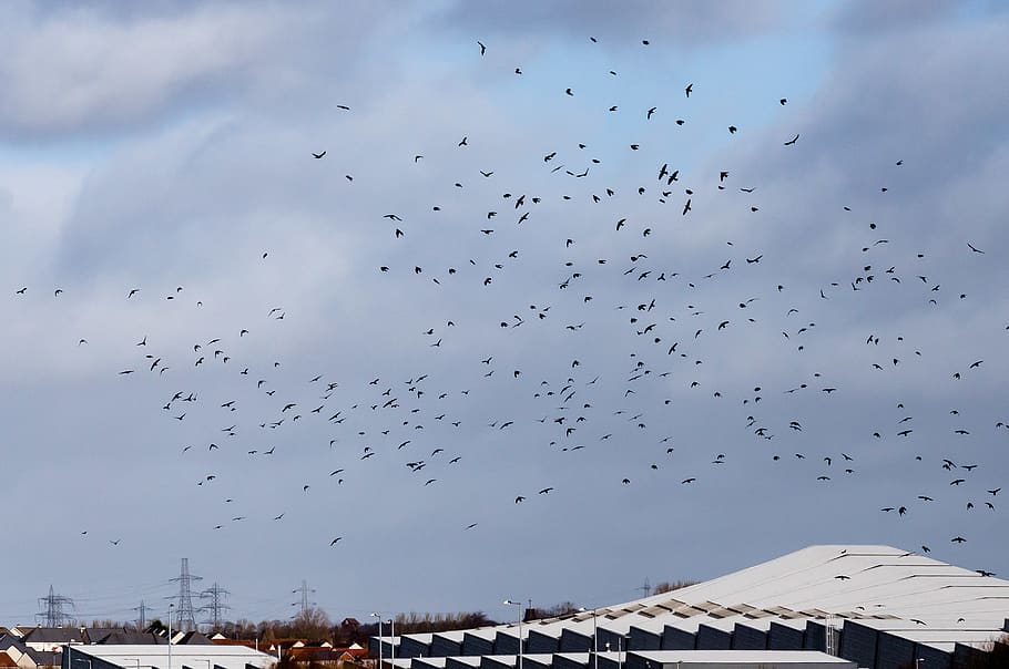 animal, bird, sky, flock, birds, crows, blackbird, agelaius HD wallpaper