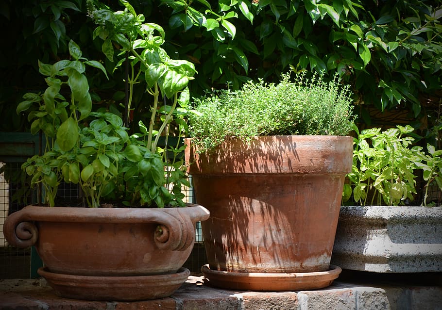 basil, thyme, terracotta, pot, herbs, wild herbs, spice, healthy HD wallpaper