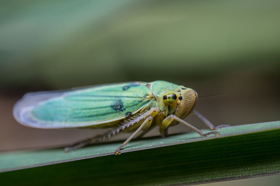 hungary, bug, insect, green, nature, animal, froghopper, closeup HD wallpaper