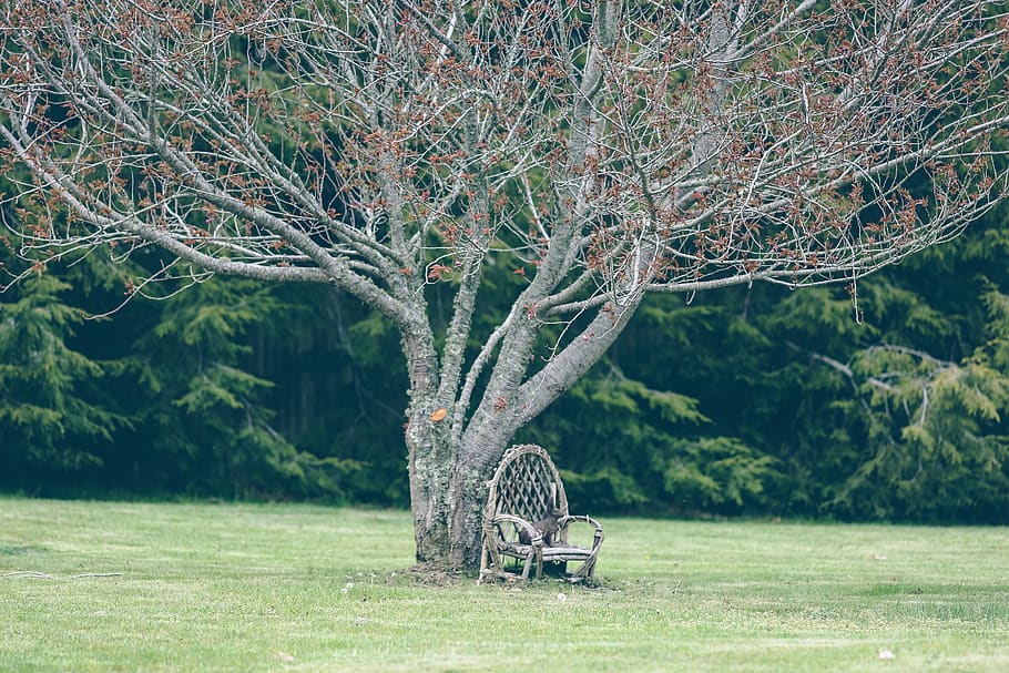 rabbit, tree, vintage, plant, land, nature, grass, field, day HD wallpaper
