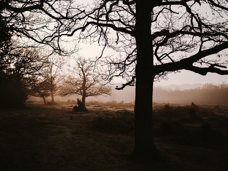 bare trees during daytime, plant, tranquility, sky, beauty in nature HD wallpaper