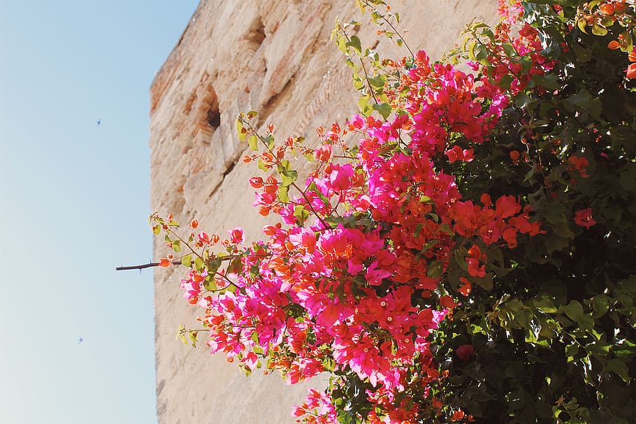Pink Flowering Tree and Brown Concrete Building, beautiful, blooming HD wallpaper