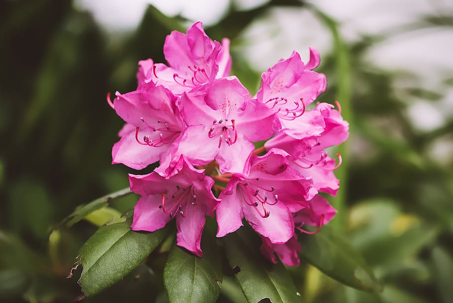 Focus Photography of Pink Petaled Flower, beautiful, bloom, blooming HD wallpaper