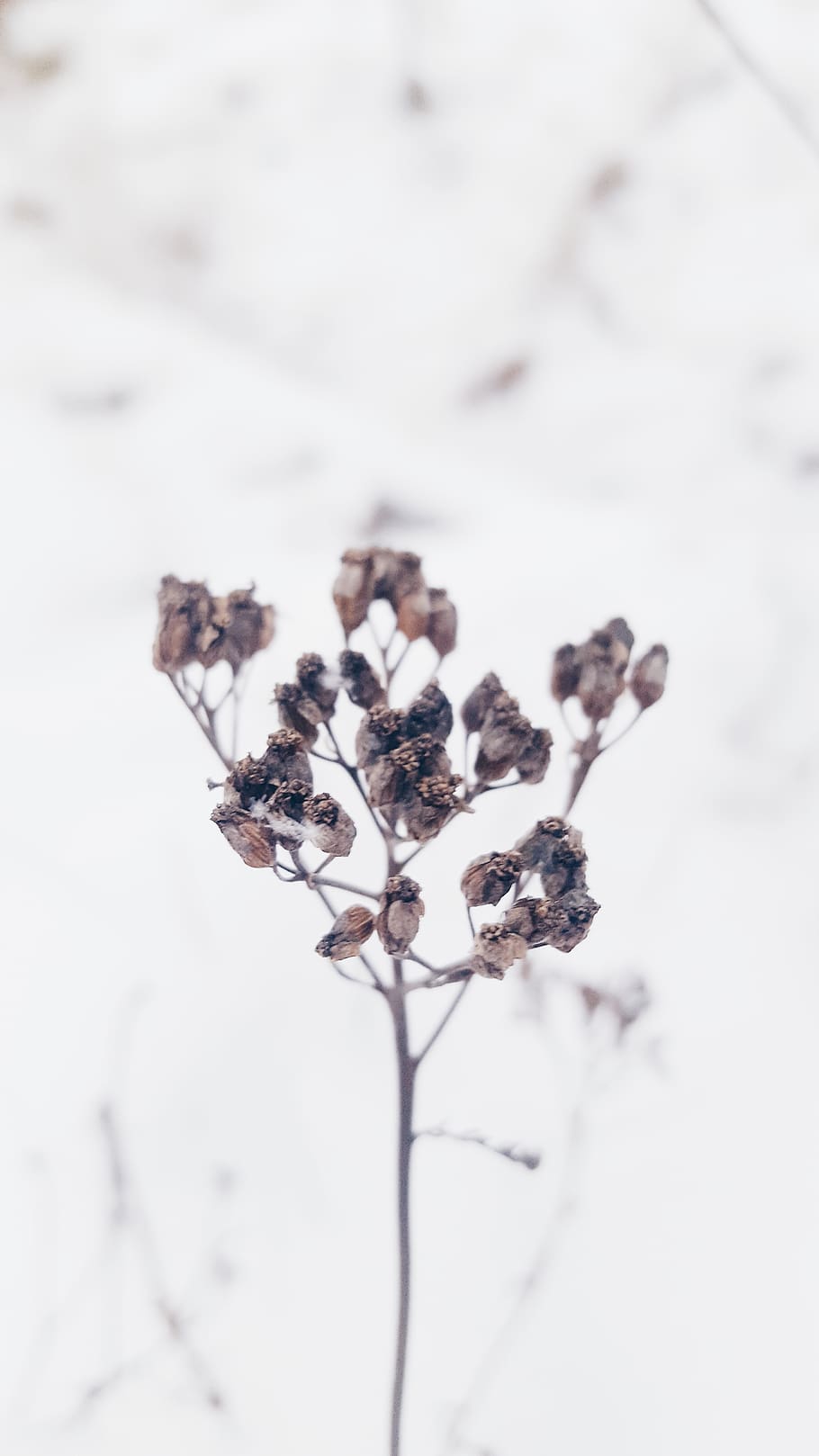 plant, focus on foreground, snow, close-up, no people, beauty in nature HD wallpaper