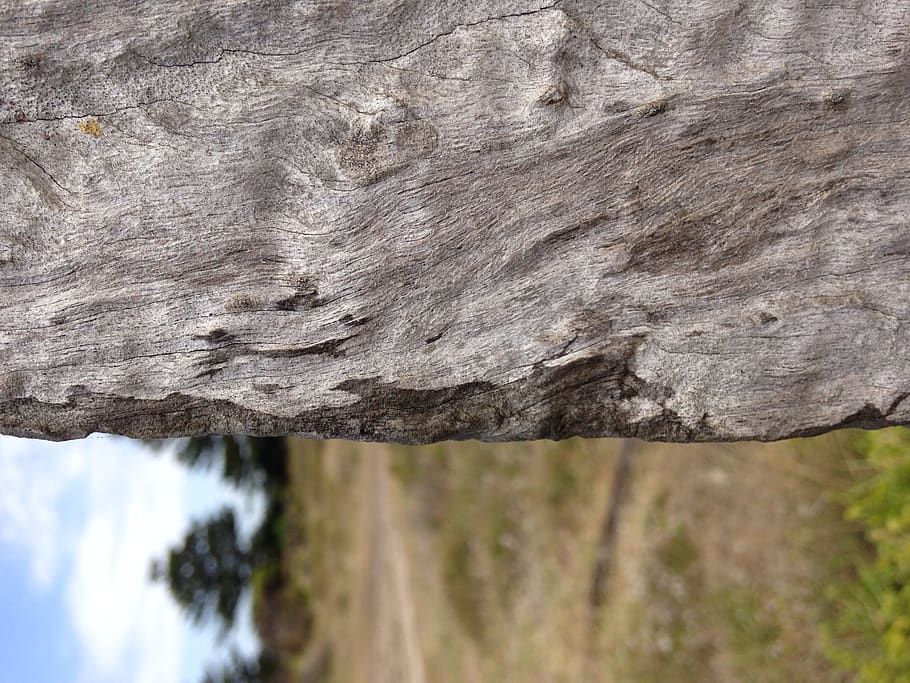tree, plant, tree trunk, australia, port fairy, unnamed road HD wallpaper