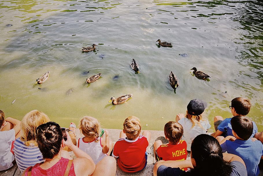 water, lake, ducks, turtle, madrid, children, park, family HD wallpaper