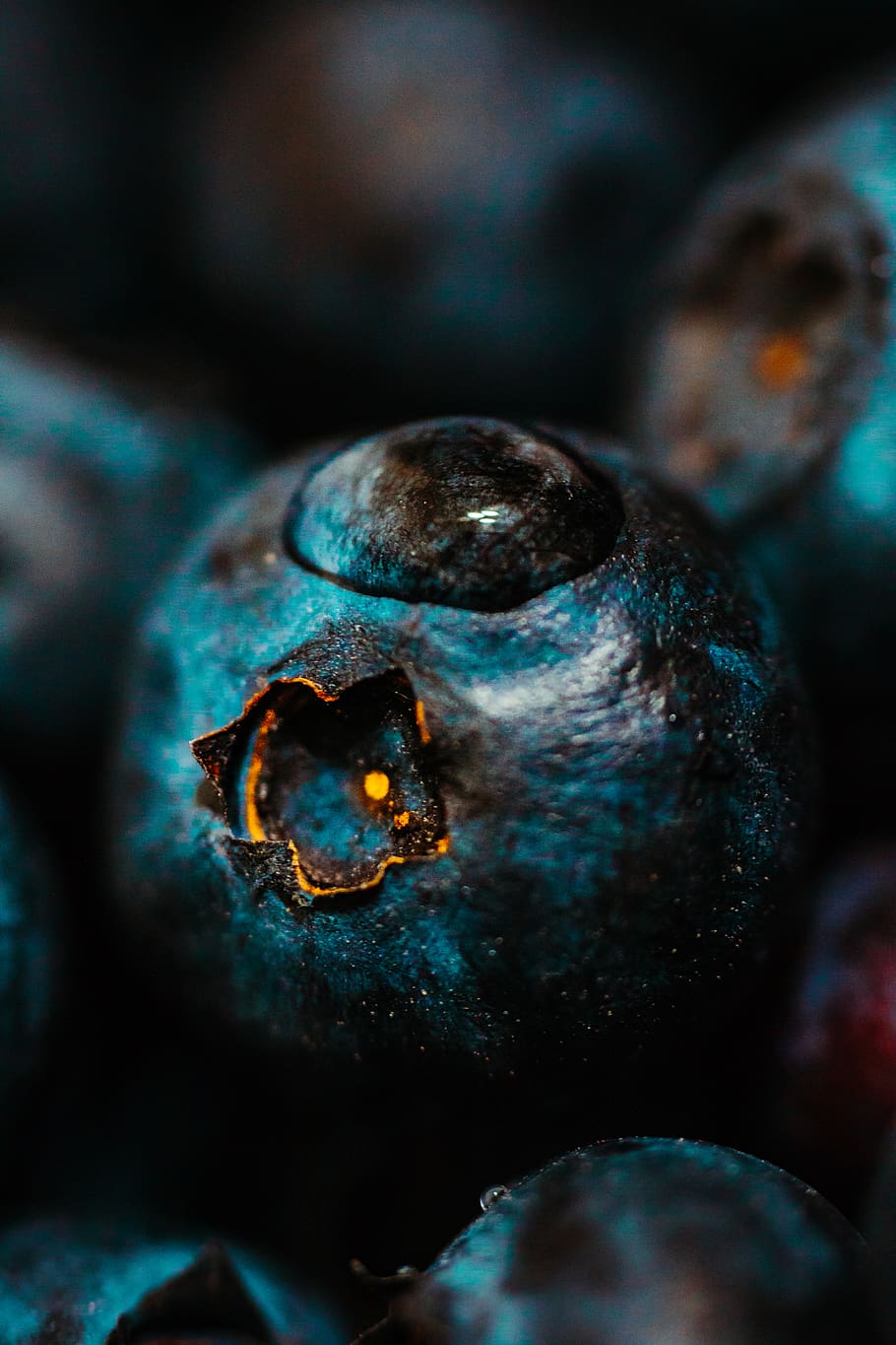water drop on blueberry, close-up, animal wildlife, no people HD wallpaper