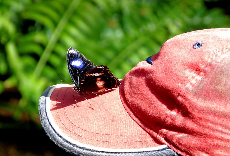 insect, invertebrate, animal wildlife, animals in the wild HD wallpaper