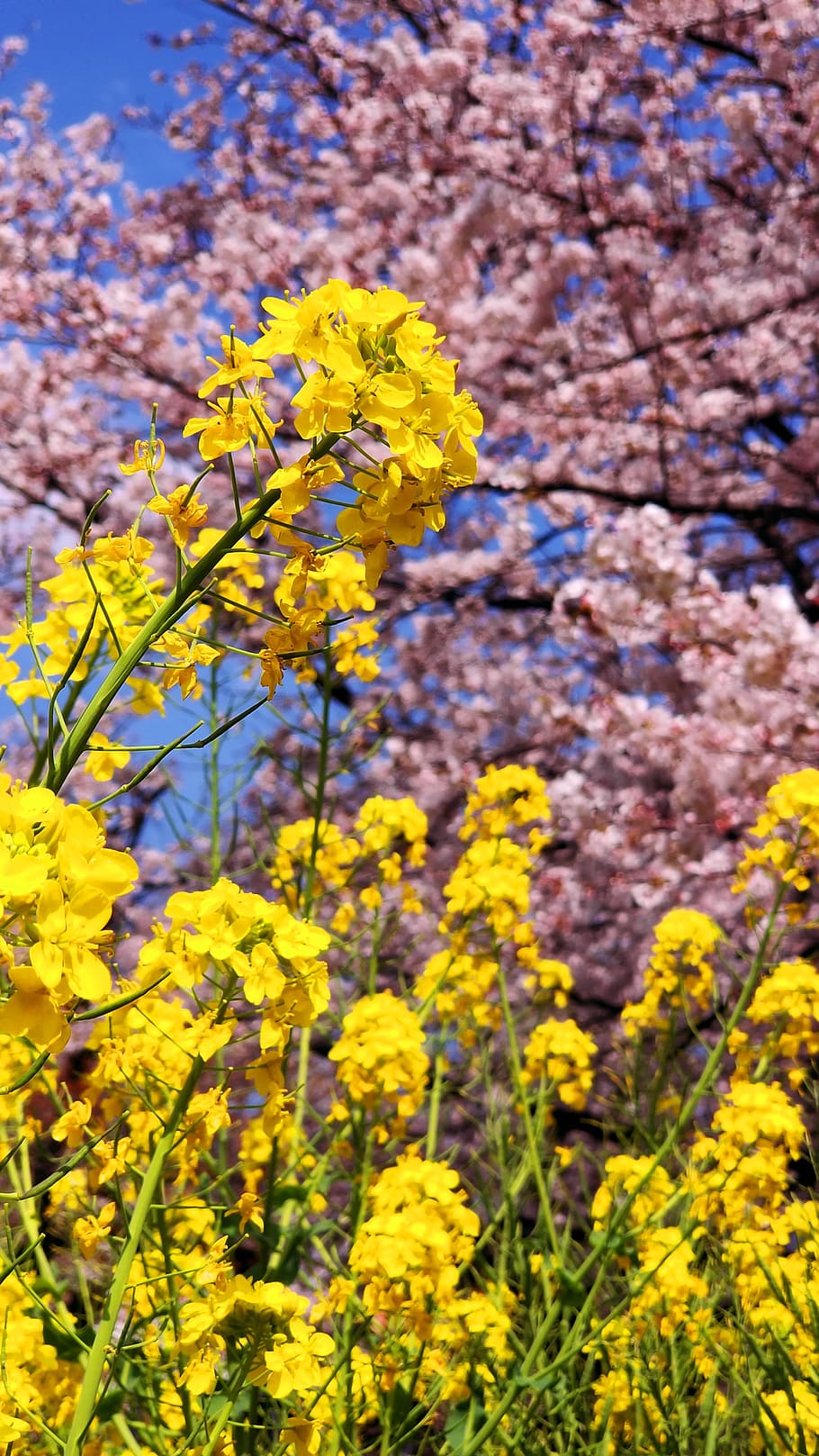 flowers, cherry blossoms, pink, spring, natural, bloom, wood HD wallpaper