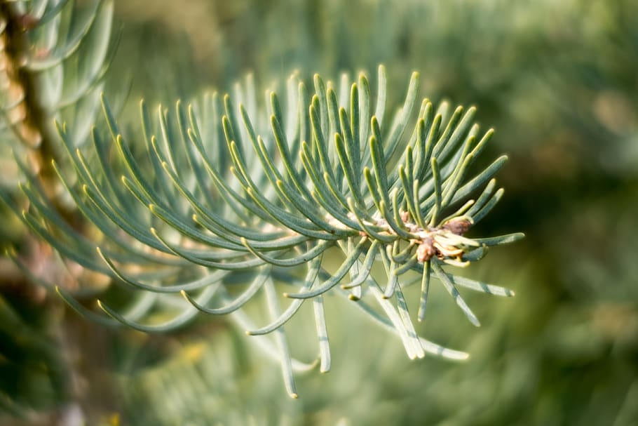 spruce, tree, needles, forest, garden, green, nature, evergreen HD wallpaper