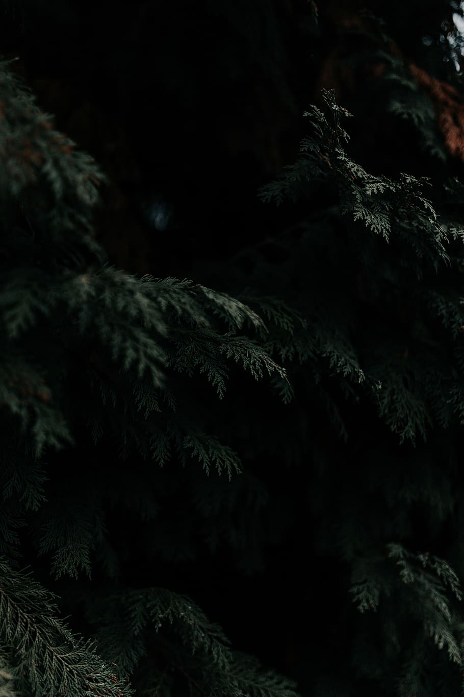 green leafed tree, plant, no people, tranquility, nature, growth HD wallpaper