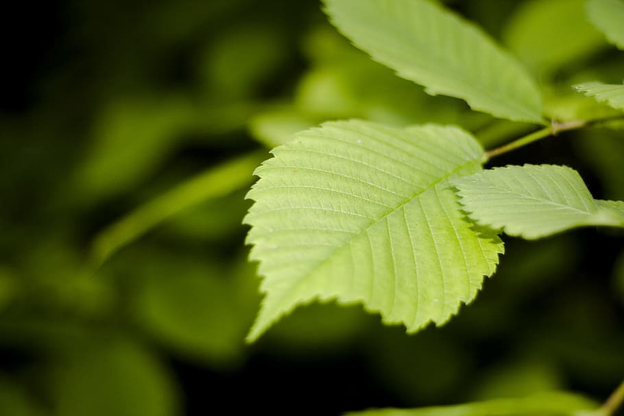 green, herb, herbal, leaf, nature, nobody, plant, stem, plant part HD wallpaper